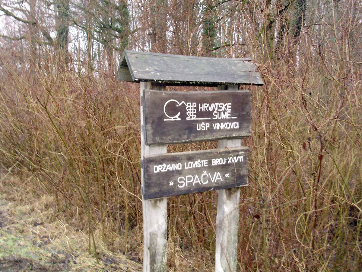 Spačva