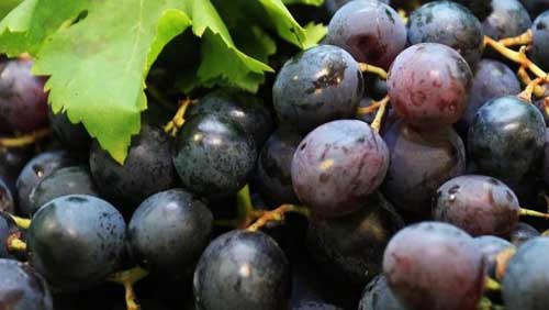 Konavle - nova sorta grožđa